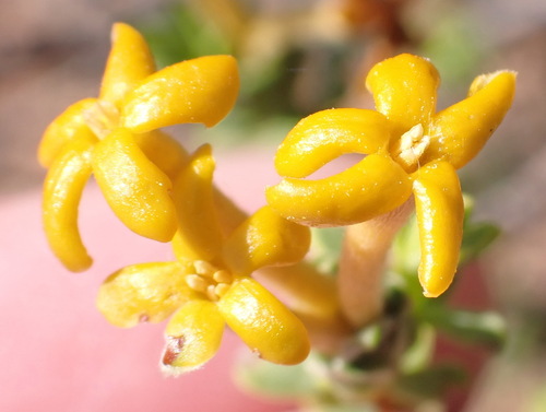 Saffron Curryflower (Lasiosiphon deserticola)