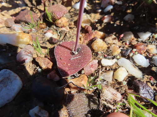 Image of Lachenalia trichophylla by (c) linkie, some rights reserved (CC BY)