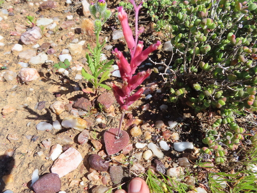 Image of Lachenalia trichophylla by (c) linkie, some rights reserved (CC BY)