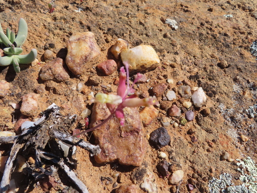 Image of Lachenalia trichophylla by (c) linkie, some rights reserved (CC BY)