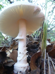 Saproamanita vittadinii