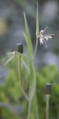 Fritillaria atropurpurea