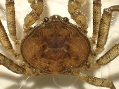 Odiomaris pilosus