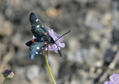 Zygaena ephialtes