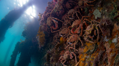 Leptomithrax gaimardii