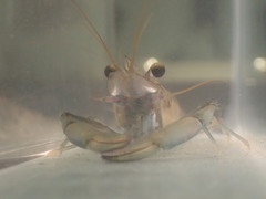 Macrobrachium latimanus