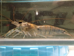 Macrobrachium latimanus