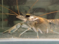 Macrobrachium latimanus