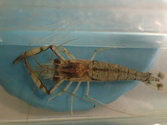 Macrobrachium latimanus