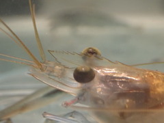 Macrobrachium latimanus