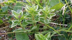 Gentiana platypetala