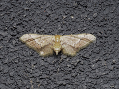 Idaea violacea