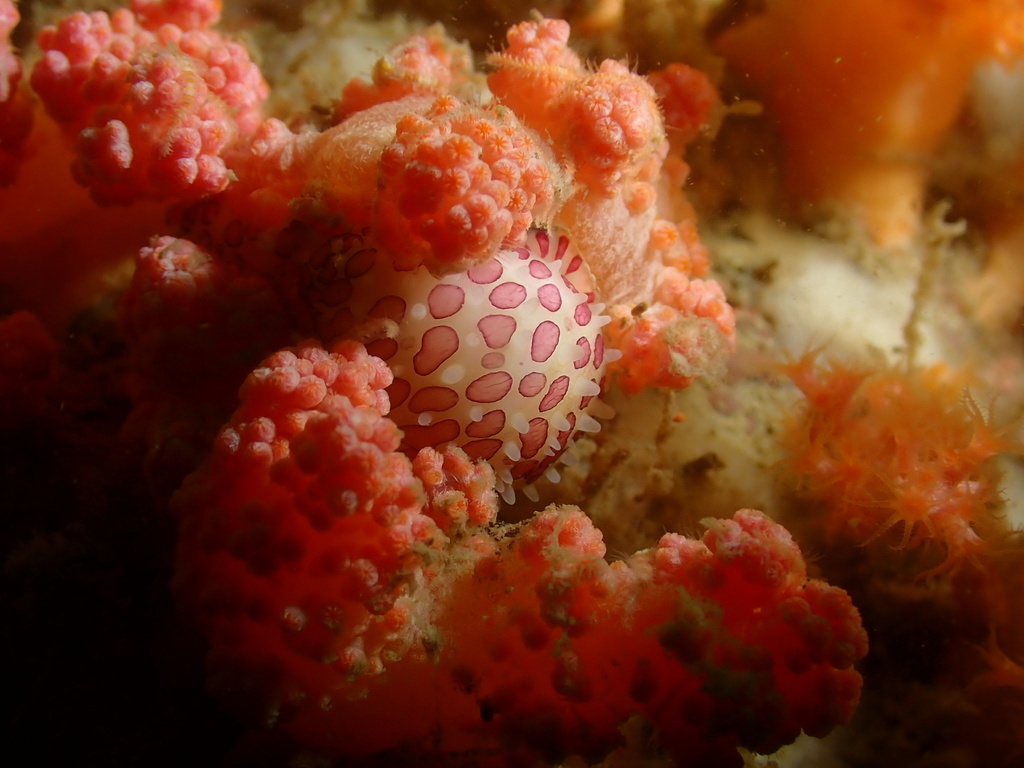 Globovula sphaera