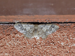 Idaea grisescens