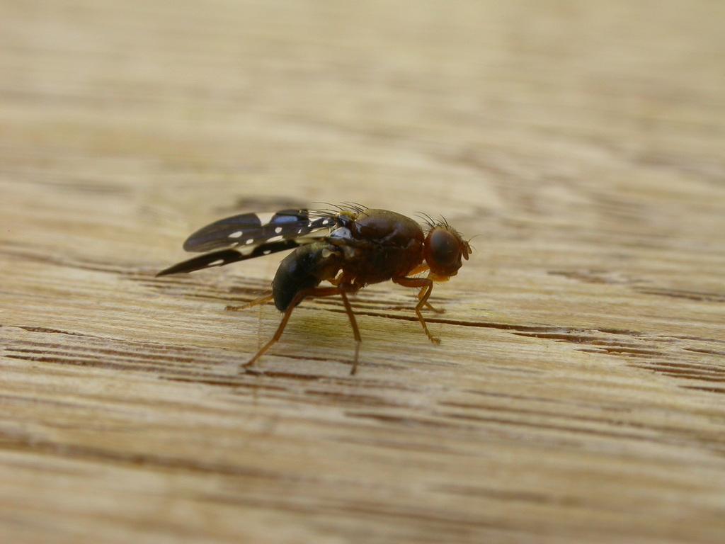 Acanthonevroides