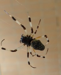 Nephilingis cruentata