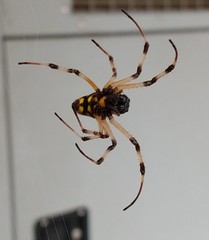 Nephilingis cruentata