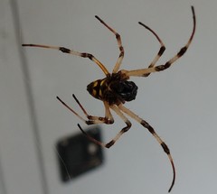 Nephilingis cruentata