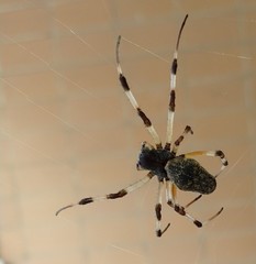 Nephilingis cruentata