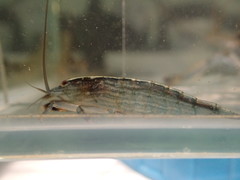 Atyopsis spinipes