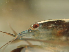 Atyopsis spinipes