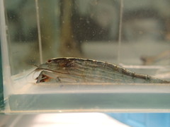 Atyopsis spinipes