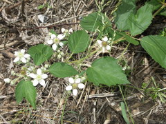 Rubus parthenocissus