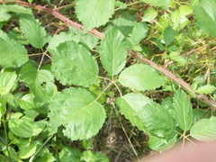 Rubus parthenocissus