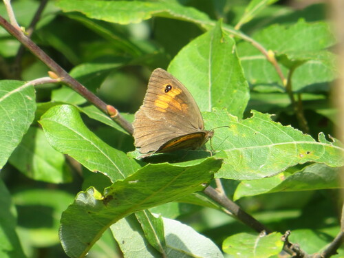 Meadow brown