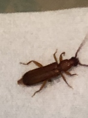 Smodicum cucujiforme