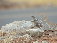Horny-Scaled Agama photo 4