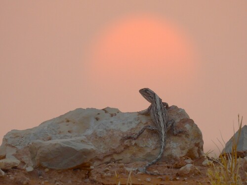 Baluch ground agama, Trapelus ruderatus