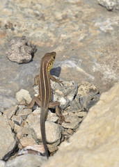 Lacerta trilineata polylepidota