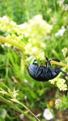 Timarcha tenebricosa