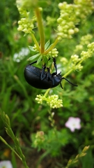 Timarcha tenebricosa