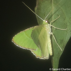 Ornithospila succincta