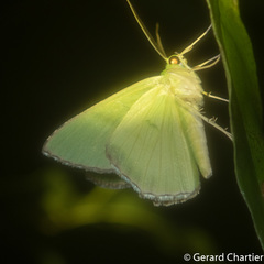 Ornithospila succincta