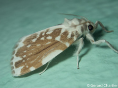 Pseudoadites frigida