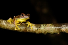 Vietnam Flying Frog photo 1