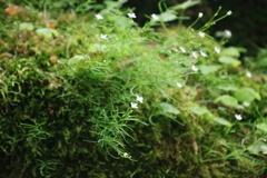 Moehringia muscosa