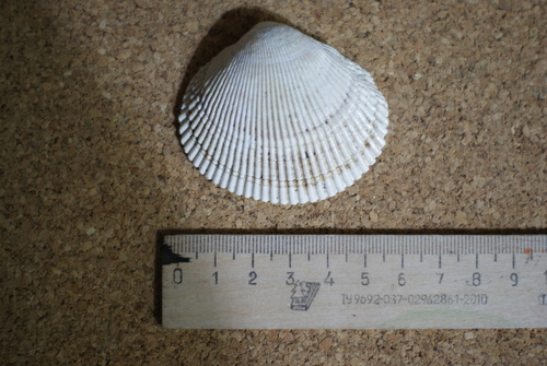Aleutian Cockle