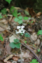 Cardamine trifolia