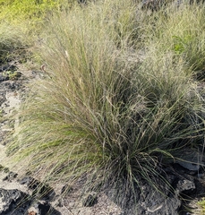 Cenchrus setaceus, recorded fruiting