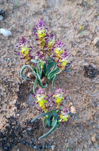 Lachenalia framesii
