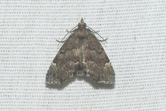 Cutina aluticolor