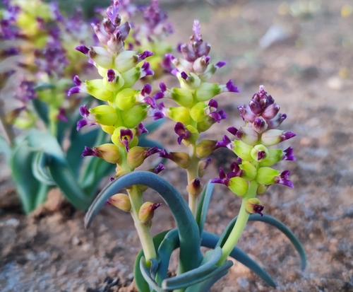 Image of Lachenalia framesii by (c) Andreas Schneider, some rights reserved (CC BY)