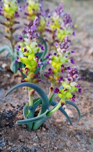Lachenalia framesii