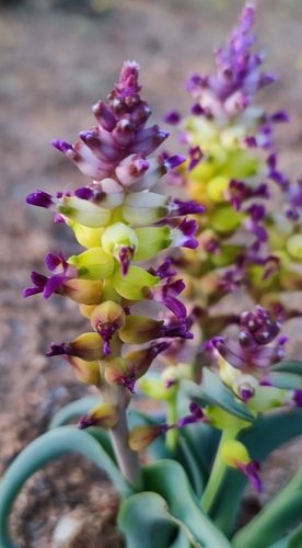 Lachenalia framesii