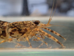 Macrobrachium aemulum