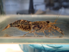 Macrobrachium aemulum